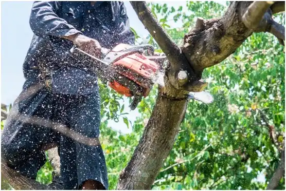 tree services Crooks